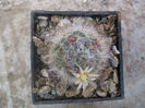 Mammillaria crinita ssp. leucantha   (Boed.) D.R.Hunt 1997