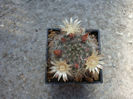 Mammillaria crinita ssp. leucantha  (Boed.) D.R.Hunt 1997