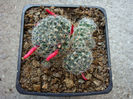 Mammillaria crinita subsp. wildii (A. Dietr.) D.R. Hunt 1997