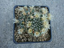 Mammillaria crinita subsp. wildii (A. Dietr.) D.R. Hunt 1997.