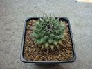Mammillaria crispiseta R.T.Craig 1945