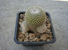 Mammillaria crucigera ssp. tlaloci cv. caespitoasa .