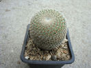 Mammillaria crucigera ssp. tlalocii   (Reppenhagen 1989) DR Hunt 1997
