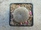 Mammillaria crucigera ssp. tlalocii (Reppenhagen 1989) DR Hunt 1997