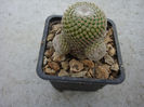 Mammillaria crucigera ssp. tlalocii cv. caespitoasa