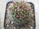 Mammillaria discolor  Haw.1812.