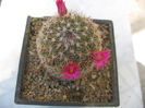 Mammillaria discolor Haw.1812.