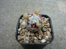 Mammillaria duwei      Rogoz. & Appenz. 1985
