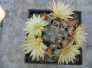 Mammillaria duwei    Rogoz. & Appenz. 1985