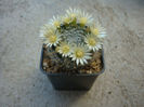 Mammillaria duwei   Rogoz. & Appenz. 1985