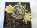 Mammillaria duwei cv. rubrispina