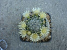 Mammillaria duwei Rogoz. & Appenz. 1985