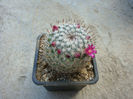 Mammillaria elegans var. nigrispina  Borg 1937