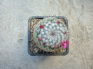 Mammillaria elegans var. nigrispina Borg 1937