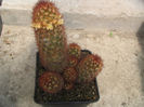 Mammillaria elongata    var. obscuriosa