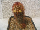 Mammillaria elongata   var. obscuriosa