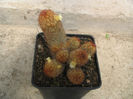 Mammillaria elongata  var. anguinea