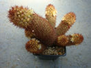 Mammillaria elongata  var. obsicuriora