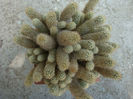 Mammillaria elongata DC. 1828