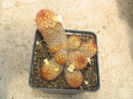 Mammillaria elongata var. anguinea