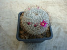 Mammillaria fuauxiana   Backeb.1950