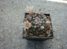 Mammillaria gaumeri (Britton & Rose) Orcutt 1926