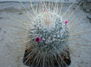 Mammillaria geminispina var. nobilis    (Pfeiff.) Backbg.1961