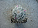 Mammillaria geminispina var. nobilis   (Pfeiff.) Backbg.1961