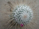 Mammillaria geminispina var. nobilis  (Pfeiff.) Backbg.1961