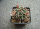 Mammillaria gigantea   Hildm. ex K.Schum. 1898