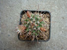 Mammillaria gigantea  Hildm. ex K.Schum. 1898