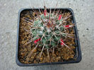 Mammillaria gigantea Hildm. ex K.Schum. 1898