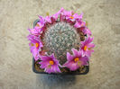 Mammillaria grahamii     Engelm. 1856