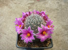 Mammillaria grahamii    Engelm. 1856