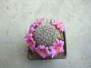Mammillaria grahamii  Engelm. 1856