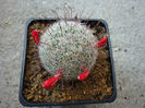 Mammillaria grahamii Engelm. 1856
