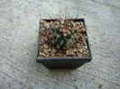 Mammillaria grusonii  Runge 1889