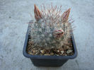 Mammillaria guelzowiana         Werderm.1928