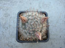 Mammillaria guelzowiana        Werderm.1928