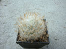 Mammillaria guelzowiana var. robution    R.Wolf. 1986