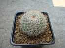 Mammillaria haageana   Pfeiff.1836