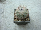 Mammillaria haageana Pfeiff.1836