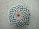 Mammillaria haageana Pfeiff.1836.