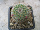 Mammillaria haageana subsp. conspicua      (J.A.Purpus) D.R.Hunt 1997