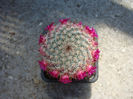 Mammillaria haageana subsp. conspicua    (J.A.Purpus) D.R.Hunt 1997