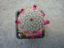 Mammillaria haageana subsp. conspicua  (J.A.Purpus) D.R.Hunt 1997