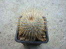 Mammillaria haageana subsp. elegans  D.R. Hunt 1997
