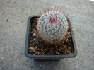 Mammillaria haageana subsp. elegans D.R. Hunt 1997