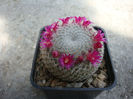 Mammillaria haageana subsp. san-angelensis    (S