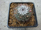 Mammillaria hamiltonhoytiae (Bravo) Werderm.1931